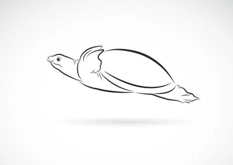 Vector of soft-shelled turtle (Trionychidae) on white background. wild Animal 스톡 일러스트