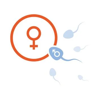 Vector spermatozoons, floating to ovule Stock Illustration