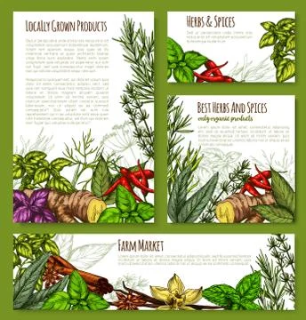 Vector spice or herb farm market seasonings sketch Stock Illustration