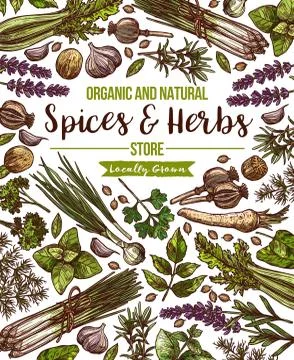 Vector spices and herbs herbal store poster Stock Illustration