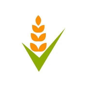 Vector Spikelet isolated on white background. Spica plant. Wheat, rice, rye e Stock Illustration