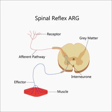 Vector spinal reflex arg vector illustration Stock Illustration