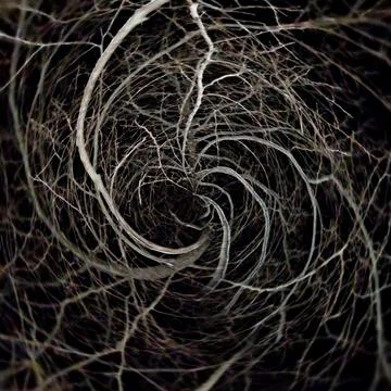 Vector Spiral Stock Photos