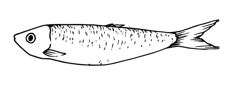 Vector sprat. sketch-style small sea sardine isolated black outline with scale Stock Illustration