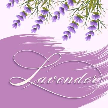 Vector spring background with volumetric lavandula flowers. Lavender flowers  Stock Illustration