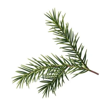 Vector spruce branch on an isolated background. Green branch of Christmas fir Stock Illustration