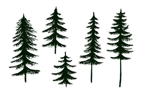 Vector spruce fir tree, ink plant sketch, hand drawing, black silhouette Stock Illustration