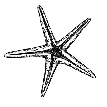 Vector Star Fish. Hand drawn illustration of Starfish on isolated background Stock Illustration