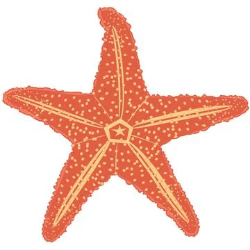 Vector starfish in orange on a white Stock Illustration