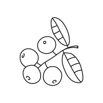 Vector stock illustration with single object: plant, hand drawn, doodle style Stock Illustration