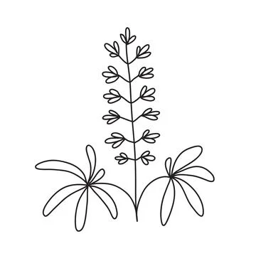 Vector stock illustration with single object: plant, hand drawn, doodle style Stock Illustration