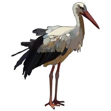 Vector stork Stock Illustration