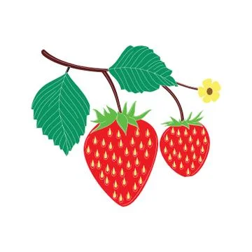 Vector strawberry branch on white background Stock Illustration