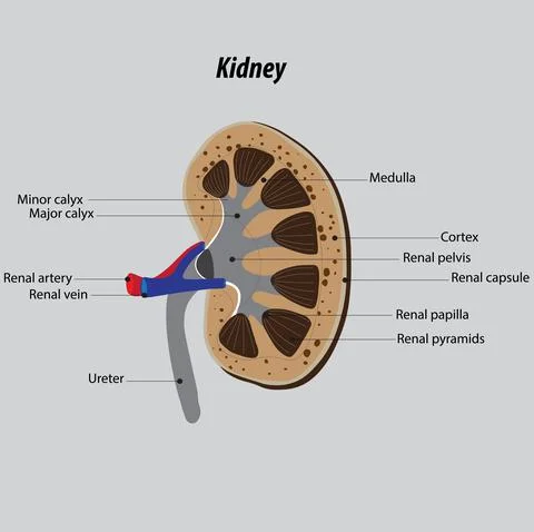 Vector Structure of kidneys. anatomy of kidneys. main organ of the urinary syste Illustrazione stock