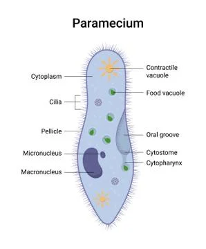 Vector structure of Paramecium caudatum. Educational illustration Stock Illustration