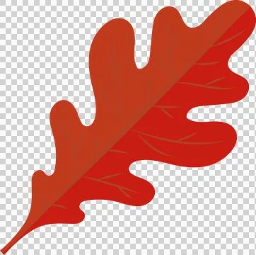 Vector-style red oak leaf is floating with lobes and veins on transparent Stock Illustration