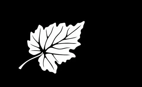 Vector stylized white grape leaf on black background Illustrazione stock