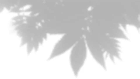 Vector Summer background of plant shadows. Shadow from the leaves of a Rowan Stock Illustration