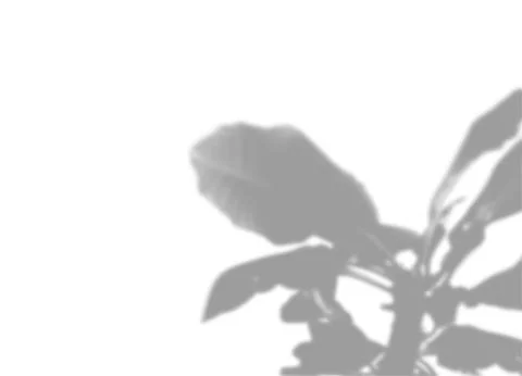 Vector Summer plant shadow background. Shadow of the flower of happiness Stock Illustration