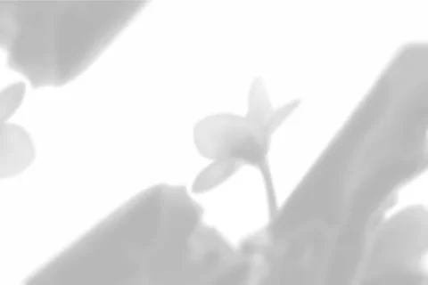 Vector Summer plant shadow background. Shadow of the flower of a violet flower Stock Illustration