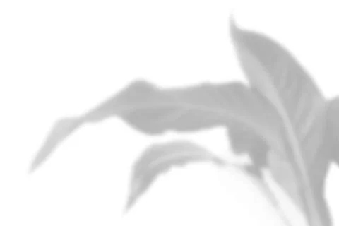 Vector Summer plant shadow background. Shadow of the flower of the Stock Illustration