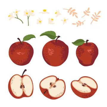 Vector summer set with apples, leaves and flowers isolated on white Illustrazione stock