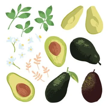 Vector summer set with avocado, leaves and flowers isolated on white Stock Illustration