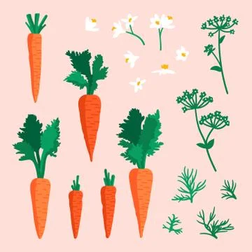 Vector summer set with carrots, flowers and leaves Stock Illustration