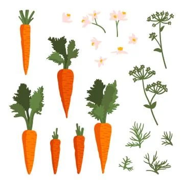 Vector summer set with carrots, flowers and leaves Stock Illustration