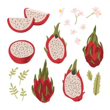 Vector summer set with dragon fruit (pitaya), flowers and leaves Stock Illustration