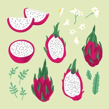 Vector summer set with dragon fruit (pitaya), flowers and leaves Illustrazione stock