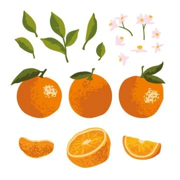 Vector summer set with oranges and flowers isolated on background Stock Illustration