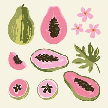Vector summer set with papaya and flowers isolated on white background Stock Illustration