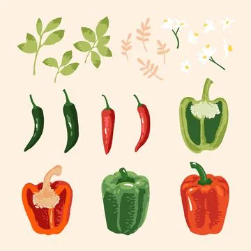 Vector summer set of sweet and hot peppers, flowers and leaves isolated Stock Illustration
