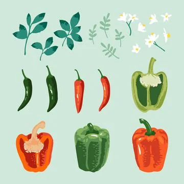 Vector summer set of sweet and hot peppers, flowers and leaves isolated Stock Illustration
