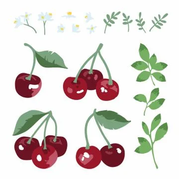 Vector summer set with sweet cherries, leaves and flowers isolated on white Stock Illustration