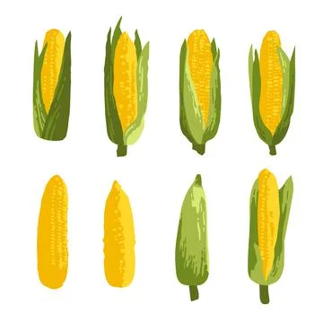 Vector summer set of sweet corns and leaves isolated on white background Stock Illustration