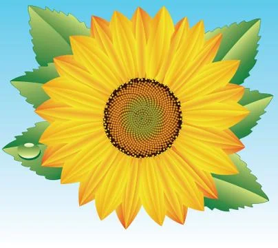 Vector sunflower Stock Illustration
