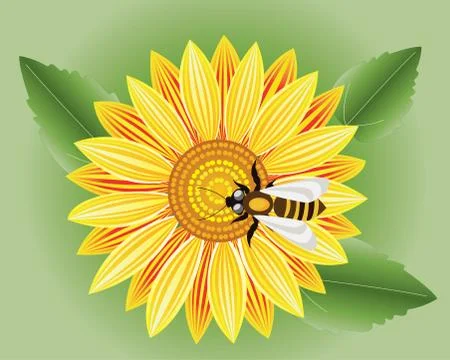 Vector sunflower Stock Illustration