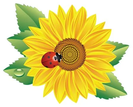 Vector sunflower Stockillustratie