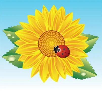 Vector sunflower Stock Illustration
