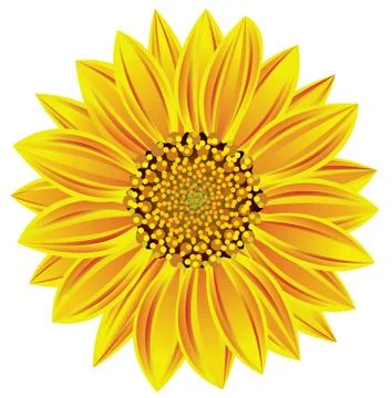 Vector sunflower Stock Illustration