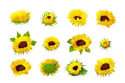 Vector sunflower seeds head flower set Stock Illustration