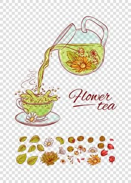 Vector tea constructor flowers brew process. Make and pour in transparent cup Stock Illustration