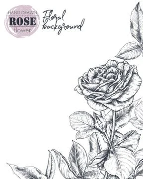 Vector template for greeting card or invitation with hand drawn rose flowers Stock Illustration