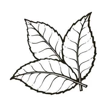 Vector of three leaves of tea or mint Stock Illustration
