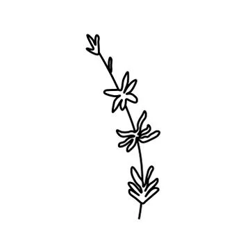 Vector thyme branch with a black line.Simple food and cooking Stock Illustration