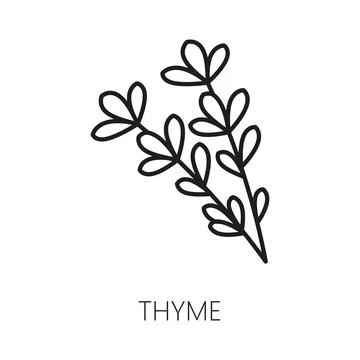 Vector thyme branch isolated seasoning herb icon Stock Illustration