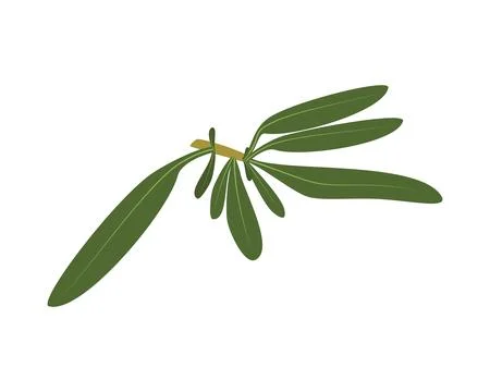Vector thyme illustration isolated in cartoon style. Herbs and Species Series Stock Illustration