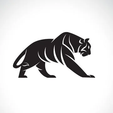 Vector of a tiger design on white background. Wild Animals. Stock Illustration